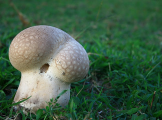 Large Mushroom