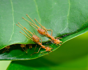 top view  of  red ants  are buliding nest by use leaf