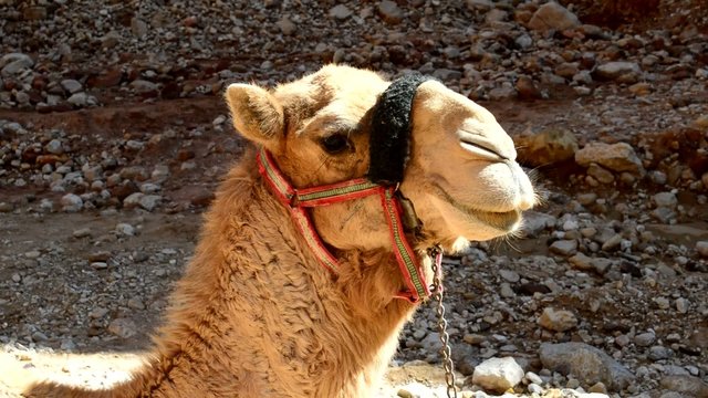 the face of a camel in Jordan