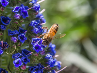 honey bee on flowers - 68456634