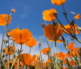 yellow Eschscholzia californica flowers field - 68456645