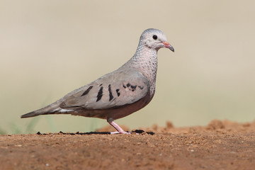 Mourning Dove - Texas