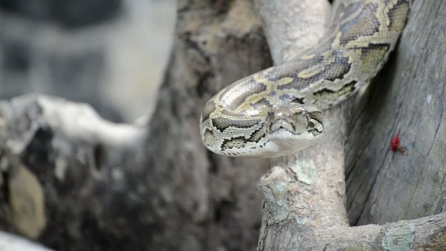 Large Python in Orchard