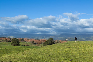 Obraz premium Alone Cow