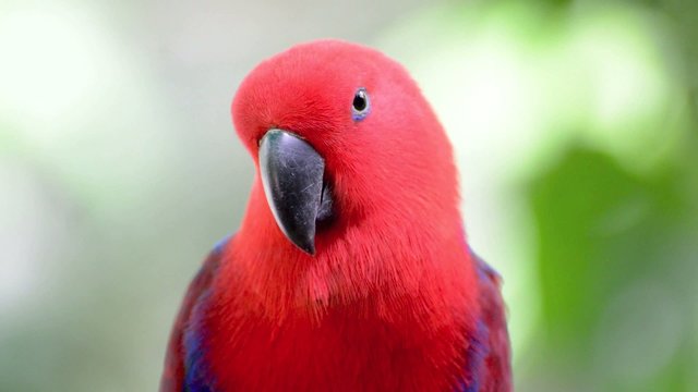 movement of the female Eclectus Parrot (Eclectus roratus)