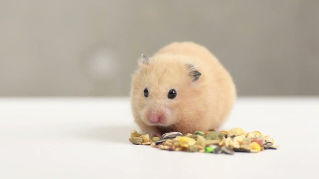 ペットフードを食べるハムスター