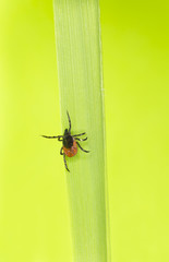 Castor bean tick, Ixodes ricinus on grass blade