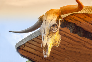 Cattle Skull Bull Longhorn Trophy