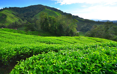 Tea Plantation Fields at Sunrise