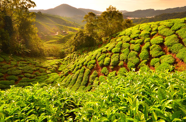 Tea Plantation Fields at Sunrise - 68462213