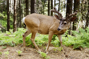 The deer  in  national park USA