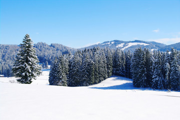 wunderschöne winterlandschaft mit wald