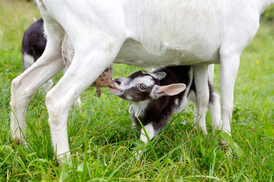 baby goat eating from her mother