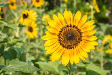 Sunflowers in garden.