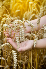 Fototapeta na wymiar Woman hands with ears of wheat. Close-up