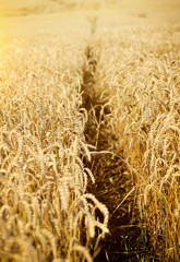 Meadow of wheat on a hot sunny day