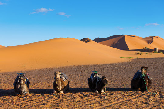 Camels resting in Sahara Desert in Morocco