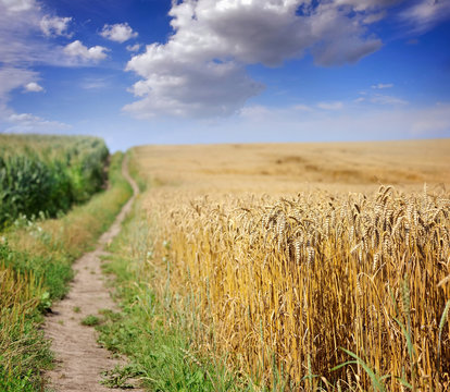 Country Road In Wheat Field