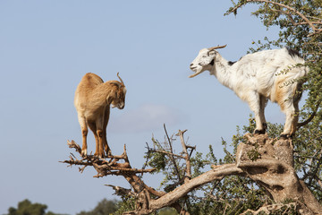 Goat feeding in argan tree. Marocco © danmir12