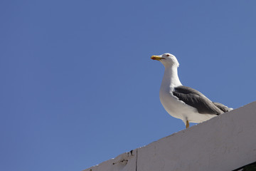 Seagull sitting on a wall with blue sky
