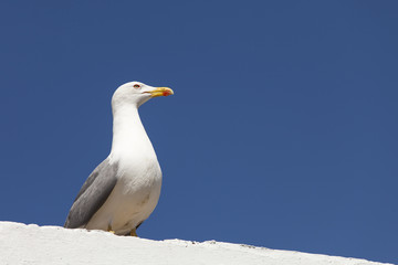 Seagull sitting on a wall with blue sky