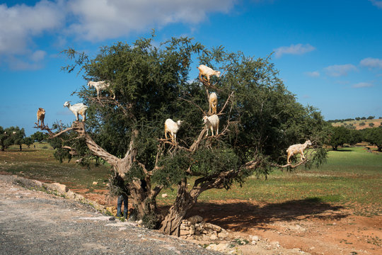 Goats feeding in argan tree. Marocco