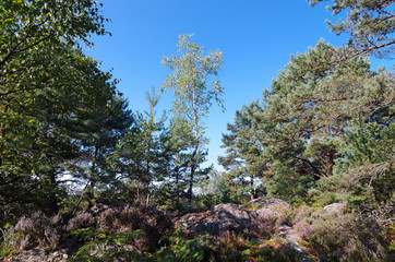 Rocher de la Reine en forêt de Fontainebleau	, sentiers forestier en ile de France