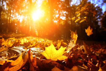 Autumn leaf