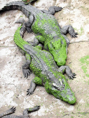 Crocodiles close up in Thailand