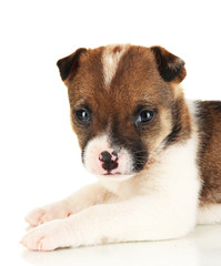 Beautiful little puppy isolated on white