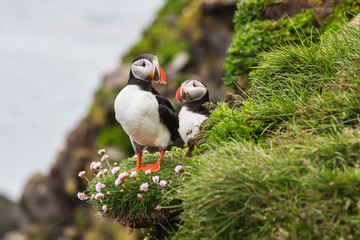 Two puffins standing on the edge of a cliff - obrazy, fototapety, plakaty