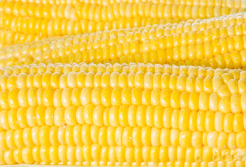 ripe sweet corn background.