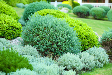 Beautiful lush bushes in garden