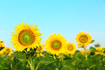 Beautiful sunflower in field