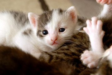 Katzenbaby