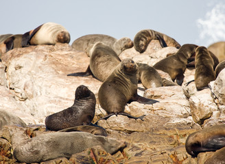 Brown fur seals, South Africa