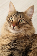 Naklejka premium Beautiful cat lying on floor