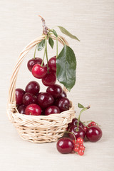 Basket with ripe cherry