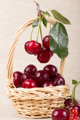Basket with ripe cherry