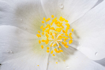 Pure white portulaca grandiflora