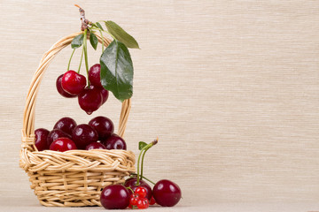 Basket with ripe cherry