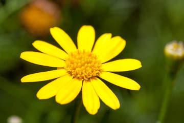 Thymophylla tenuiloba also known as dahlberg daisy