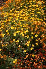 Tagetes