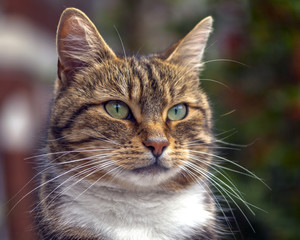 Obraz premium Cat