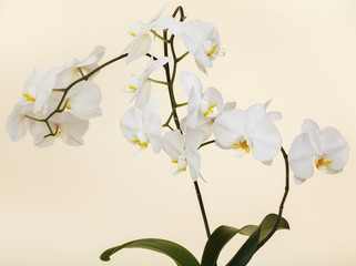white orchid