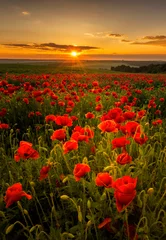 Acrylic prints Poppy Poppy field at sunset