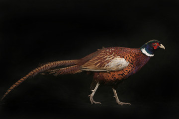 pheasant