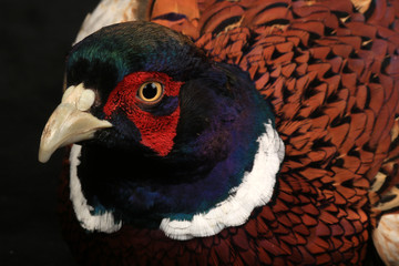 pheasant