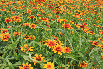 Naklejka premium rudbeckia
