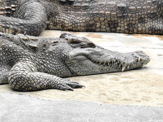 Crocodiles close up in Thailand